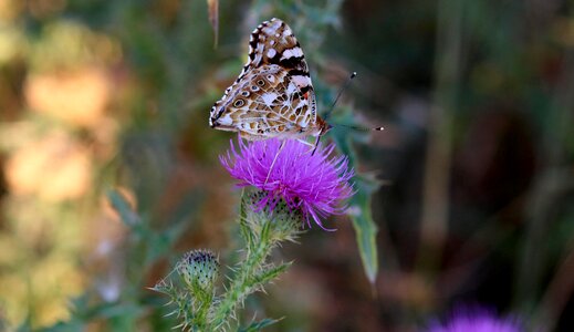 Nature wings coloring
