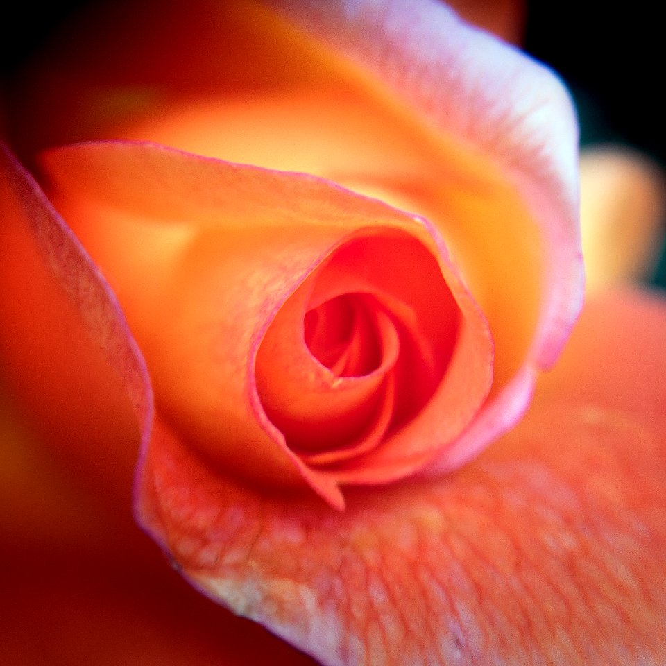 Tender Rose Macro View