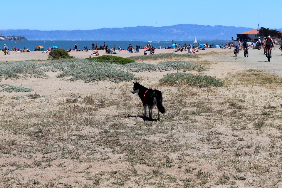 Dog at Crissy Field Beach