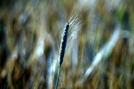 The wheat days. photo
