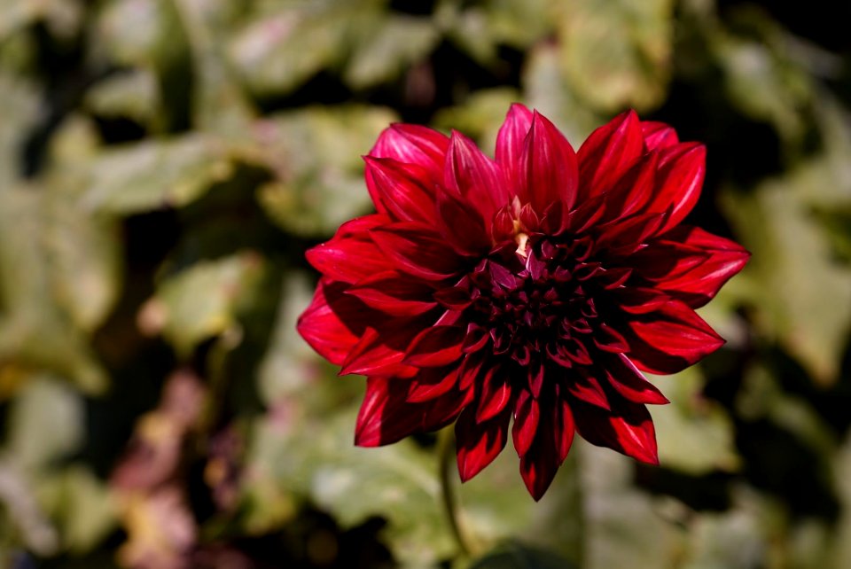 Dahlia