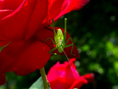In the garden.
