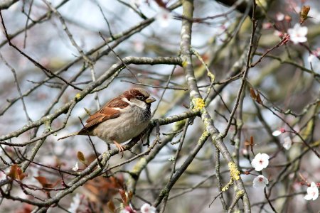 Passer domesticus