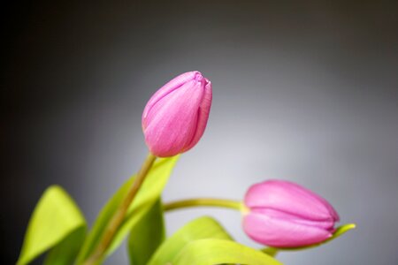 Spring bouquet tulpenbluete photo
