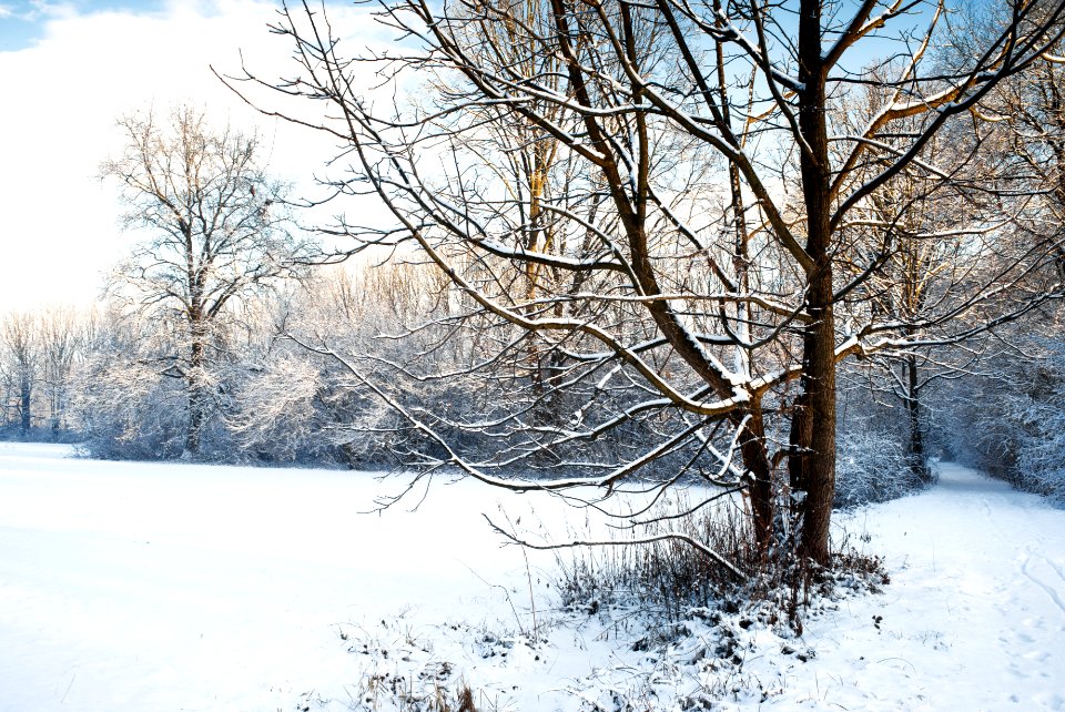 Winter in the park. Best viewed large.
