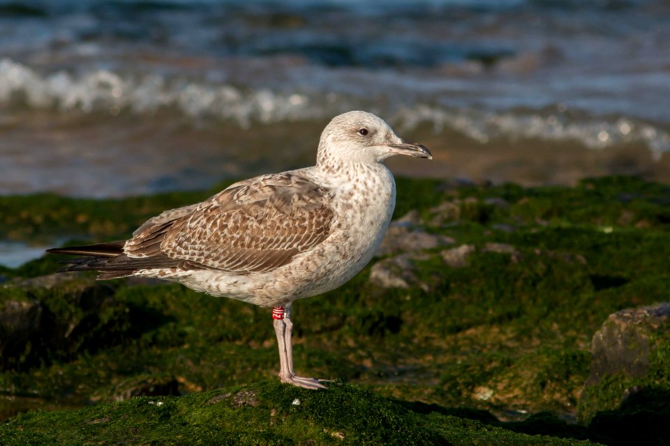 Larus fuscus 1w