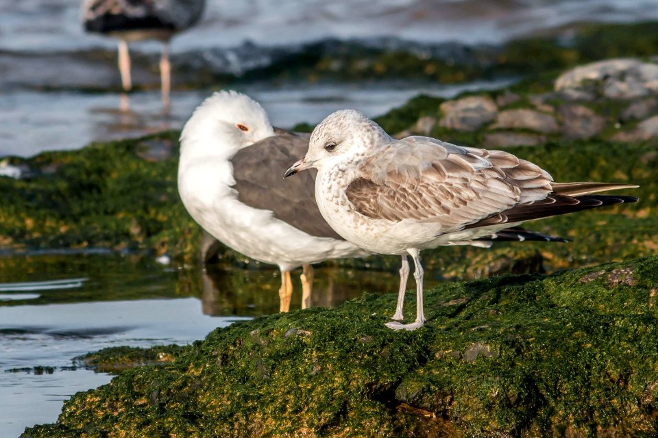 Larus canus