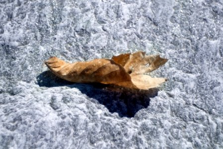 Leaf on stone photo