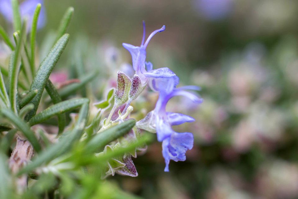 La flor del romero III
