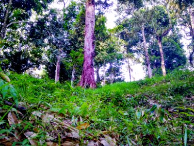 DevtitaArt Papua