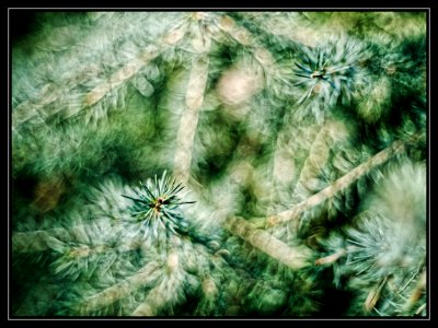 Leaves scene