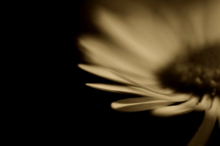 Sepia daisy. photo