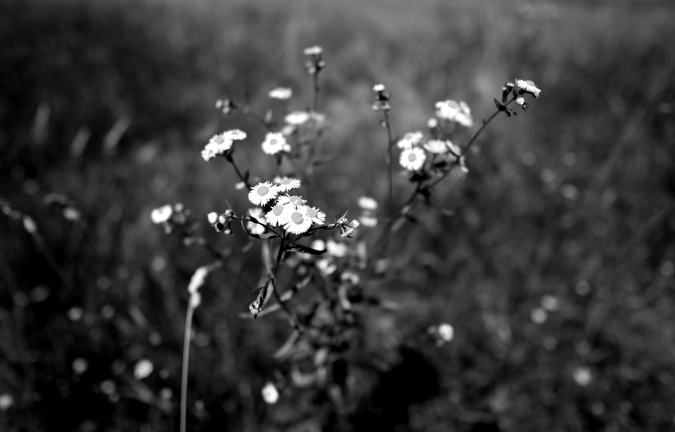 Field. Much better viewed large. photo