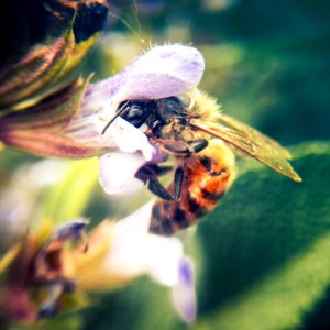 Close-up photo of a Western Honey Bee gathering nectar and spreading pollen on a flower