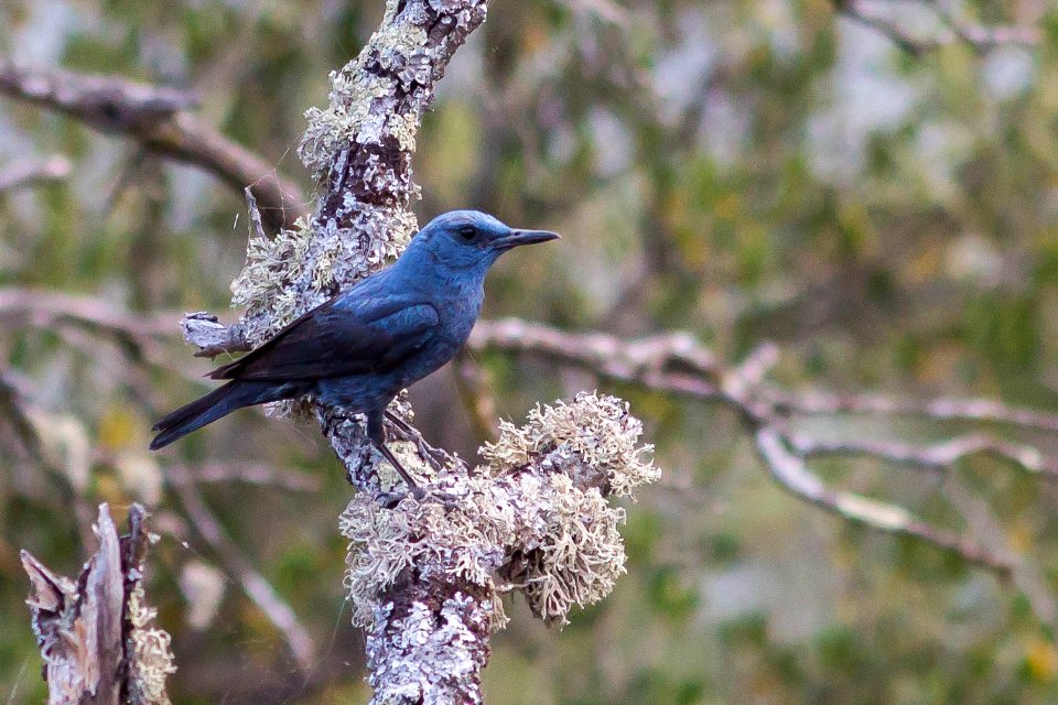 Monticola solitarius - Roquero solitario