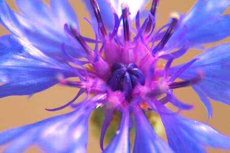 Purple delicate flower plant