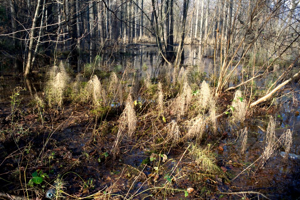 Swamp (Avigliana wet land). Best viewed large.