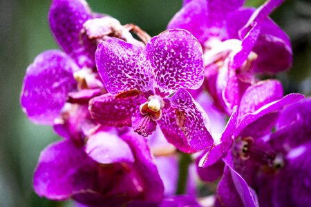 Bloom purple fuchsia photo