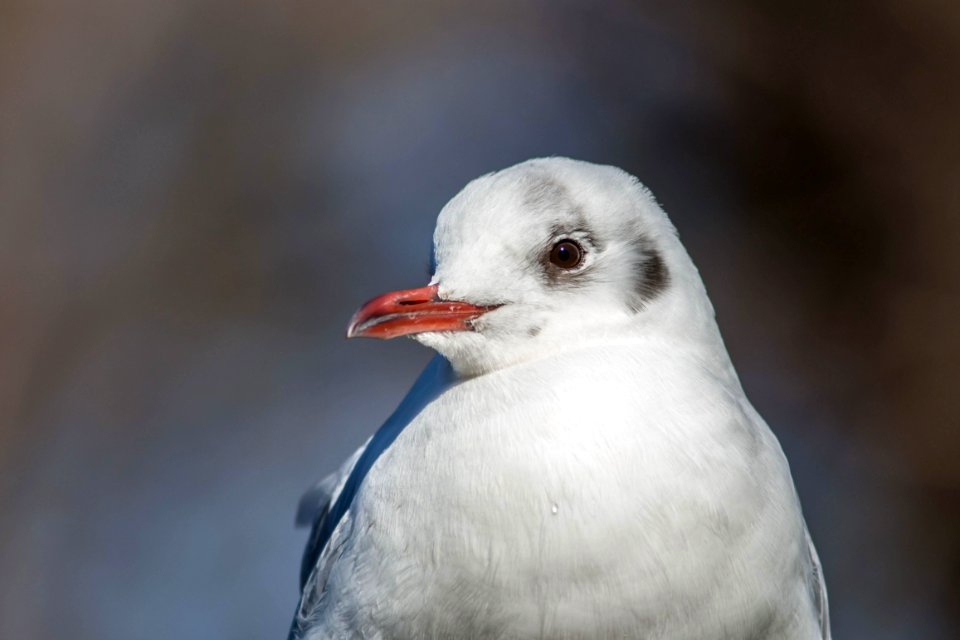 Chroicocephalus ridibundus - Gaviota redidora photo