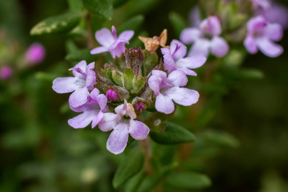 La flor del tomillo
