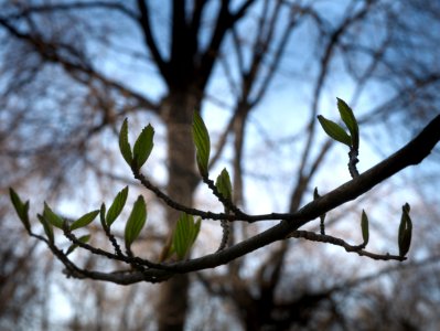 Sprouts. photo