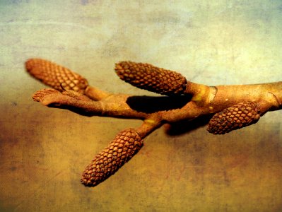 Spring clue.