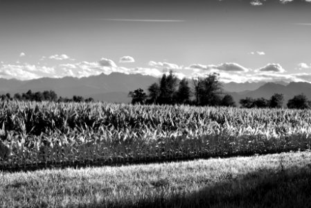 The corn truth. Much better viewed large. photo
