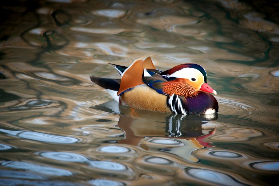 Racconigi LIPU oasis