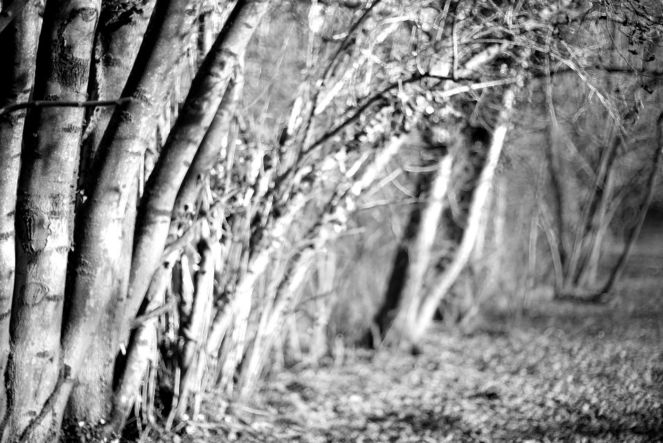 Forest at its edge. Best viewed large.