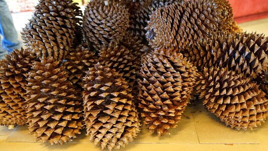 Pine cones tap tree