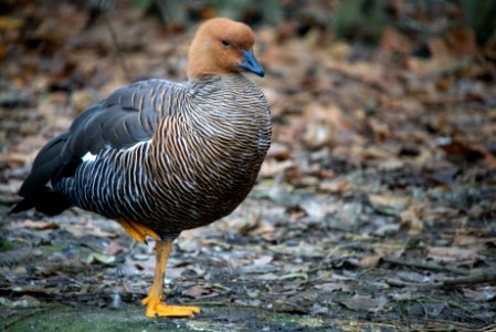 Goose. Racconigi LIPU oasis.