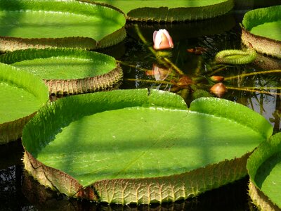 Aquatic plant nature plants