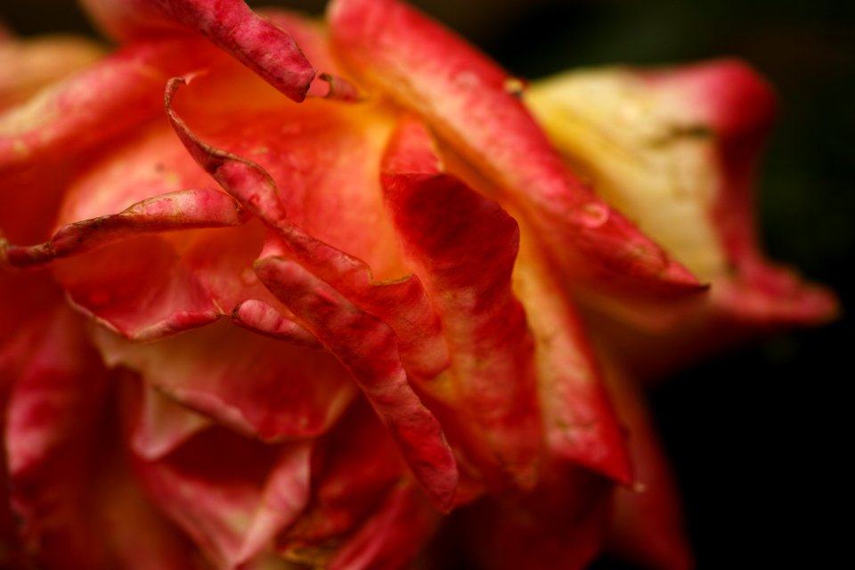 In the garden. Rose, best viewed large.