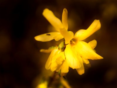 Afternoon in the park. Forsythia.