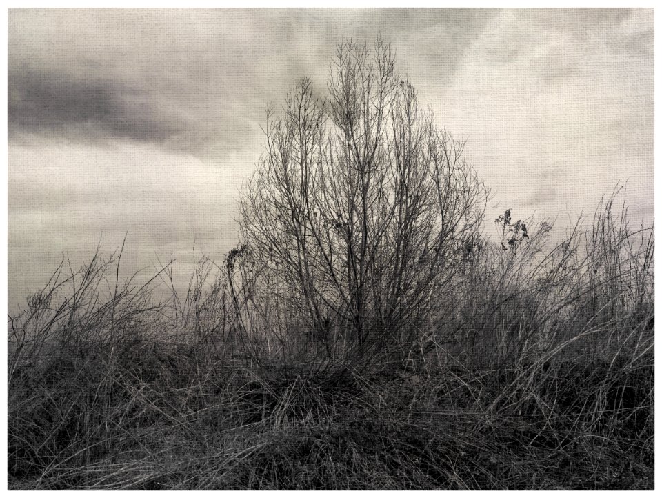 Field scene