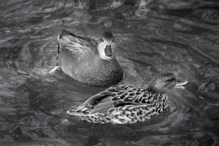 Birds oasis Racconigi LIPU photo