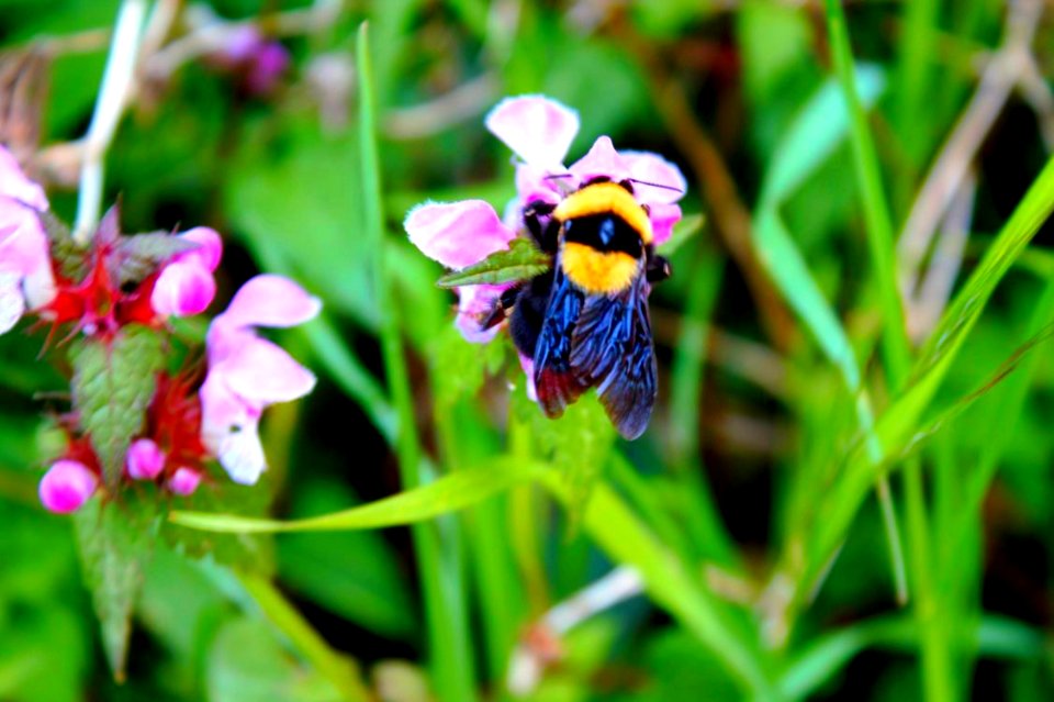 Bumblebee