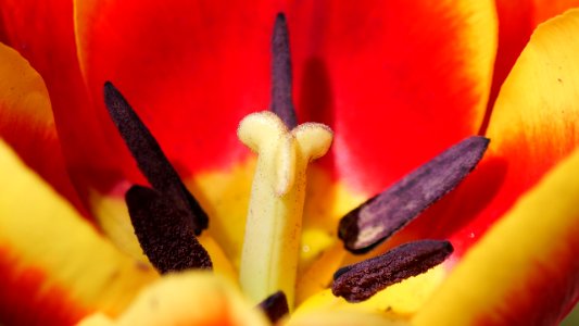 Stempel und Staubblätter einer Tulpe