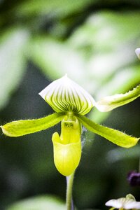 Green orchid green flower