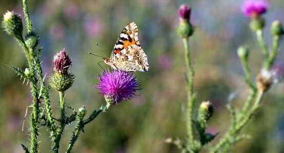Nature wings coloring