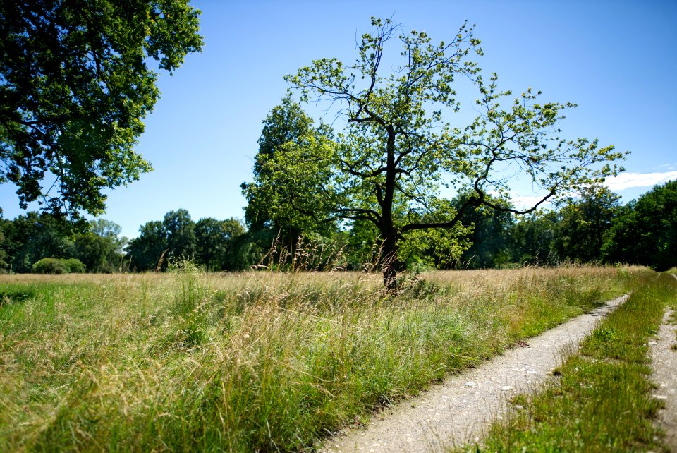 Field. Summer, wide.