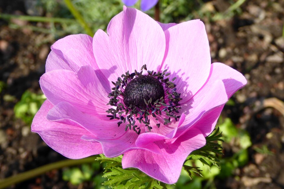 Anemone pink summer