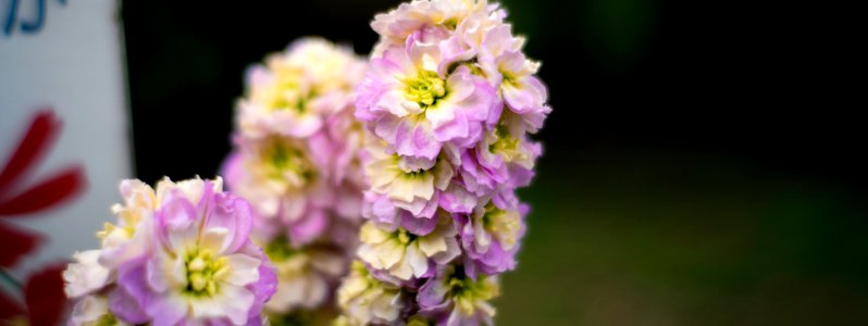 Early spring flowers