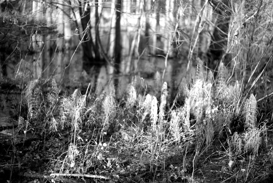Water, trees.