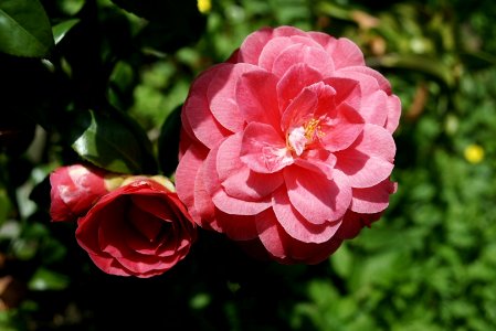 Camelia Japonica.