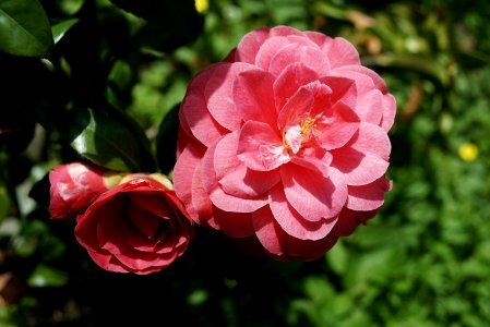 Camelia Japonica. photo