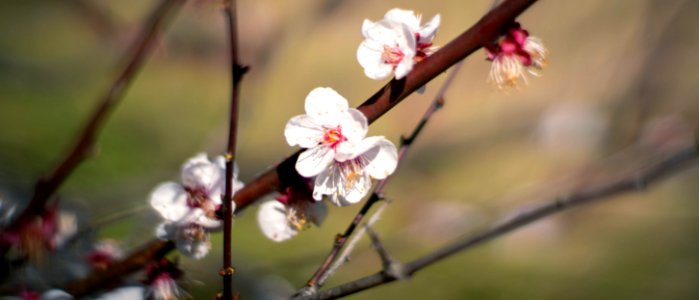 Hamarikyu Gardens, Tokyo, 6th Mar
