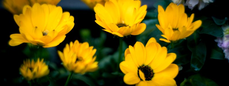 Early spring flowers