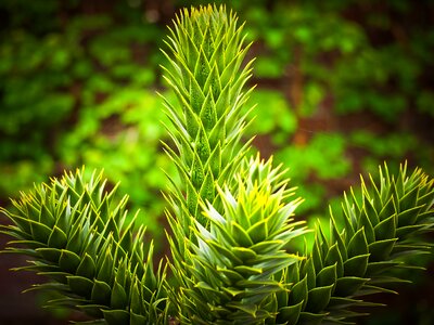 Plant green spiny