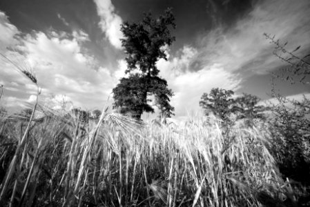 Wheat field. Best viewed large. photo